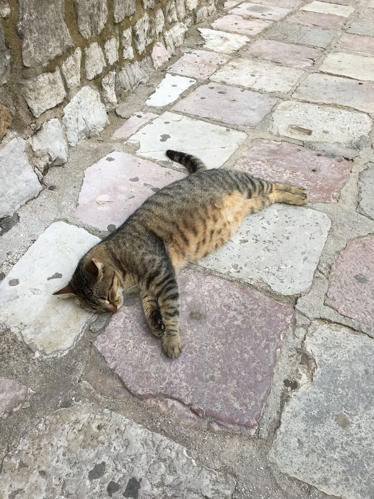 Kotorは別名「猫の街」