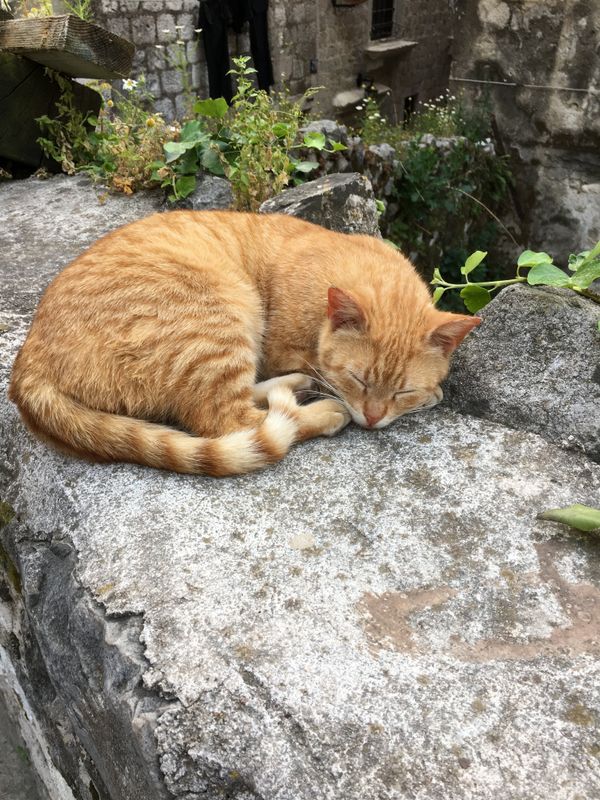 モンテネグロ・Kotor「ついでに行ってみたらかなり良かったモンテネグロ」の写真：Kotorは別名「猫の街」