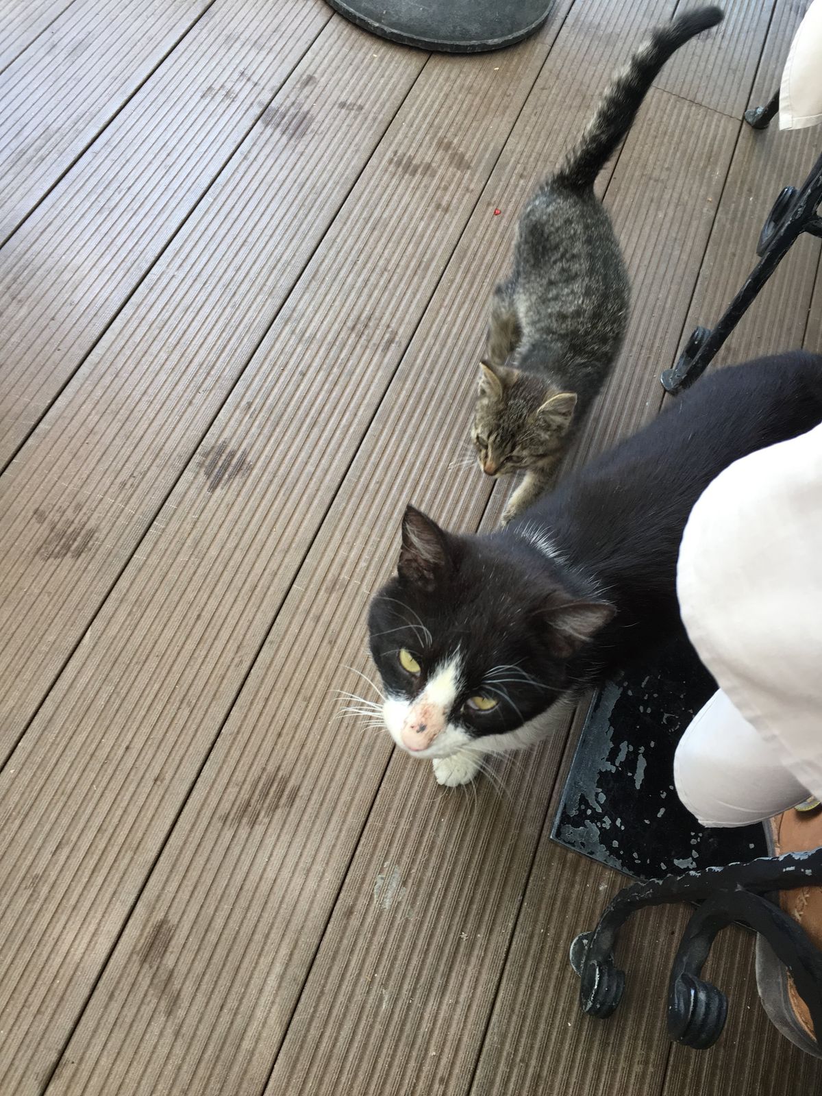 地ビールとランチと猫