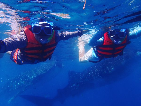 フィリピン・ナルスアン島「セブ島・ジンベイザメとシュノーケリング」の写真:withジンベイザメ♡大きいけどかわいか...