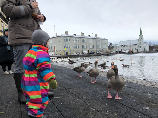 アイスランド「アイスランドオーロラ 見るぞ👀」の写真：いいね👍