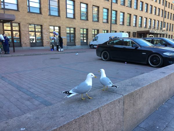 フィンランド・Helsinki「バルト三国、まずはフィンランドで待ち合わせ」の写真：かもめ。そして有名な屋内市場、ハカニエミ。
