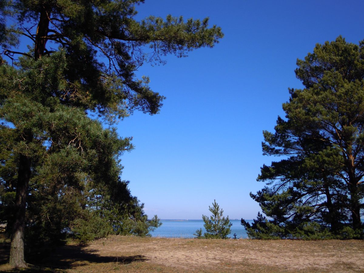 何もない。聞こえてくるのは風の音、どこかの家で犬が吠える声。鳥のさえずり。...