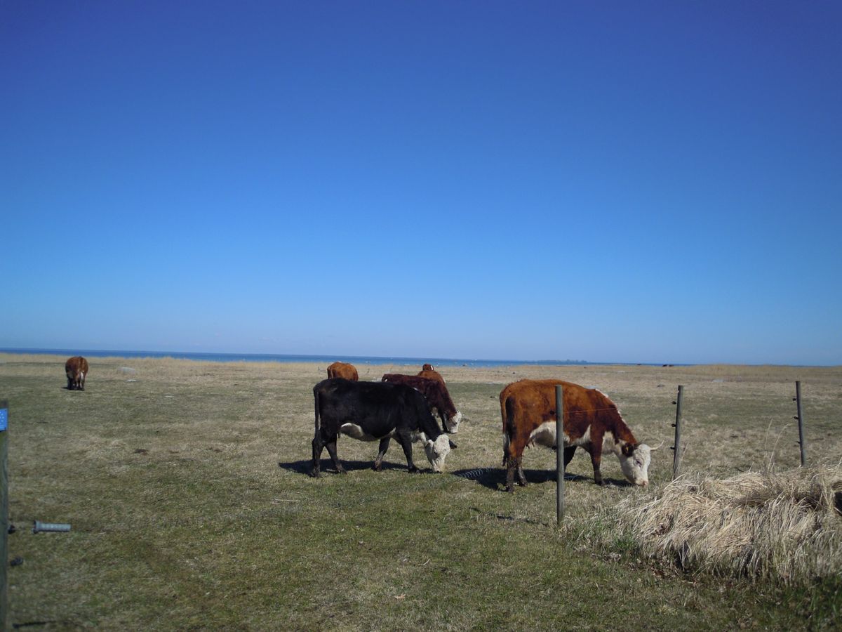 何もない。聞こえてくるのは風の音、どこかの家で犬が吠える声。鳥のさえずり。...