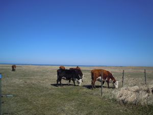 何もない。聞こえてくるのは風の音、どこかの家で犬が吠える声。鳥のさえずり。...