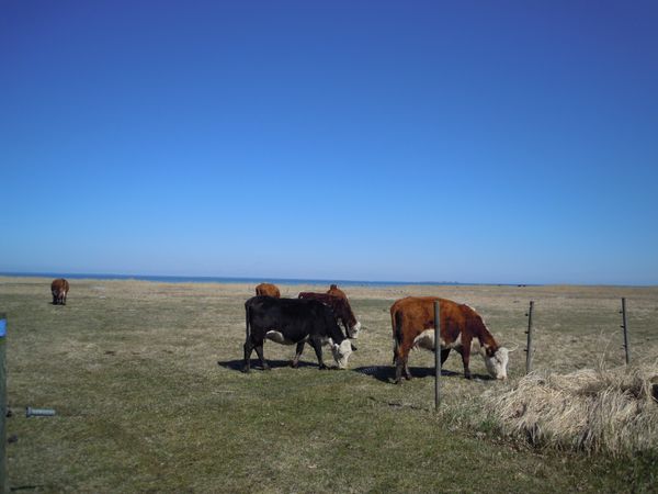 エストニア・Talinn「バルト三国、船でエストニアへ」の写真：何もない。聞こえてくるのは風の音、どこか...
