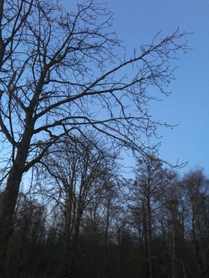 夜は全く灯りがなくなるので、満天の星空です。朝は霜がおりましたが、清々しいです。