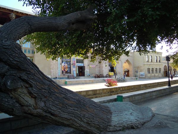 ウズベキスタン・Tashkent「念願叶ってウズベキスタン」の写真：ブハラ。ホステル近くのラビハウズ、湖っぽ...