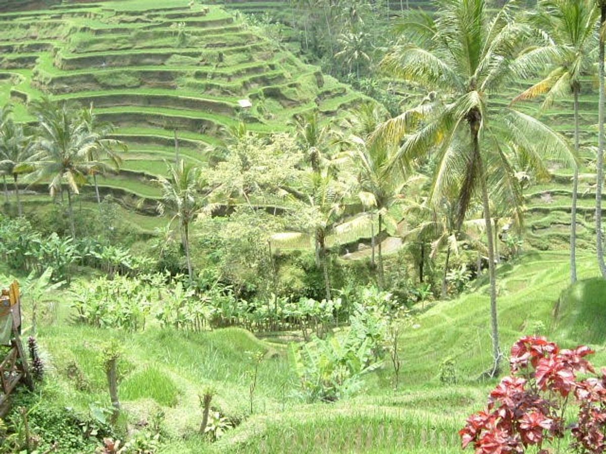 ウブドのライステラス、バリ飯！