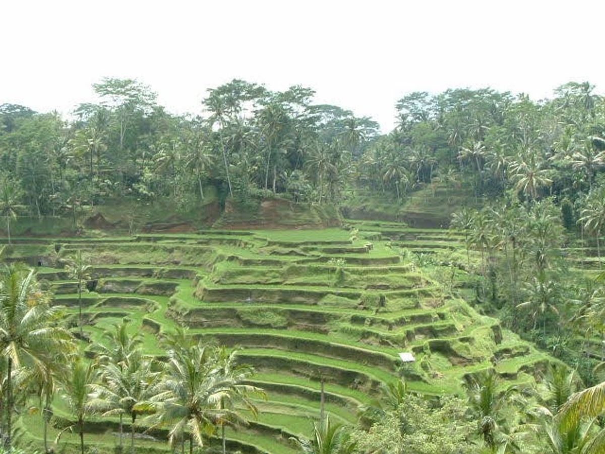 ウブドのライステラス、バリ飯！