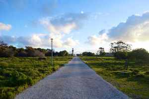 夕方はたまにみんなでお散歩に行ったり

この道を真っ直ぐ進むと
ロベン島の...