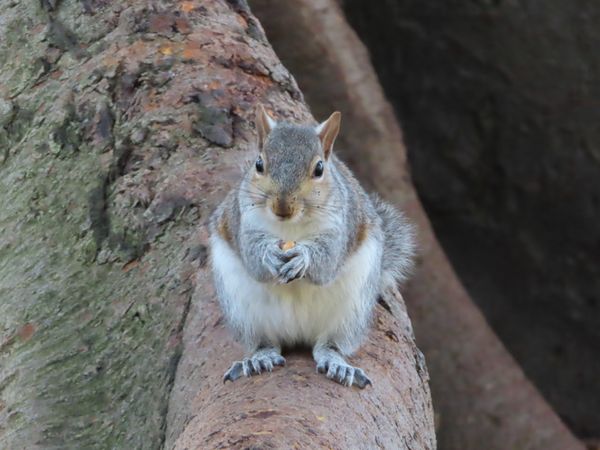 南アフリカ・ケープタウン「ペンギン調査に参加！」の写真：2回目に1人でカンパニーズガーデン行った...