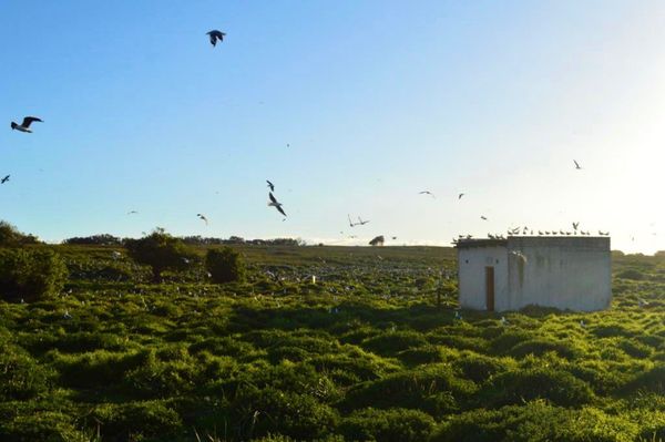 南アフリカ・ケープタウン「ペンギン調査に参加！」の写真：夕方のこの時間、
この道は鳥たちでギッシ...
