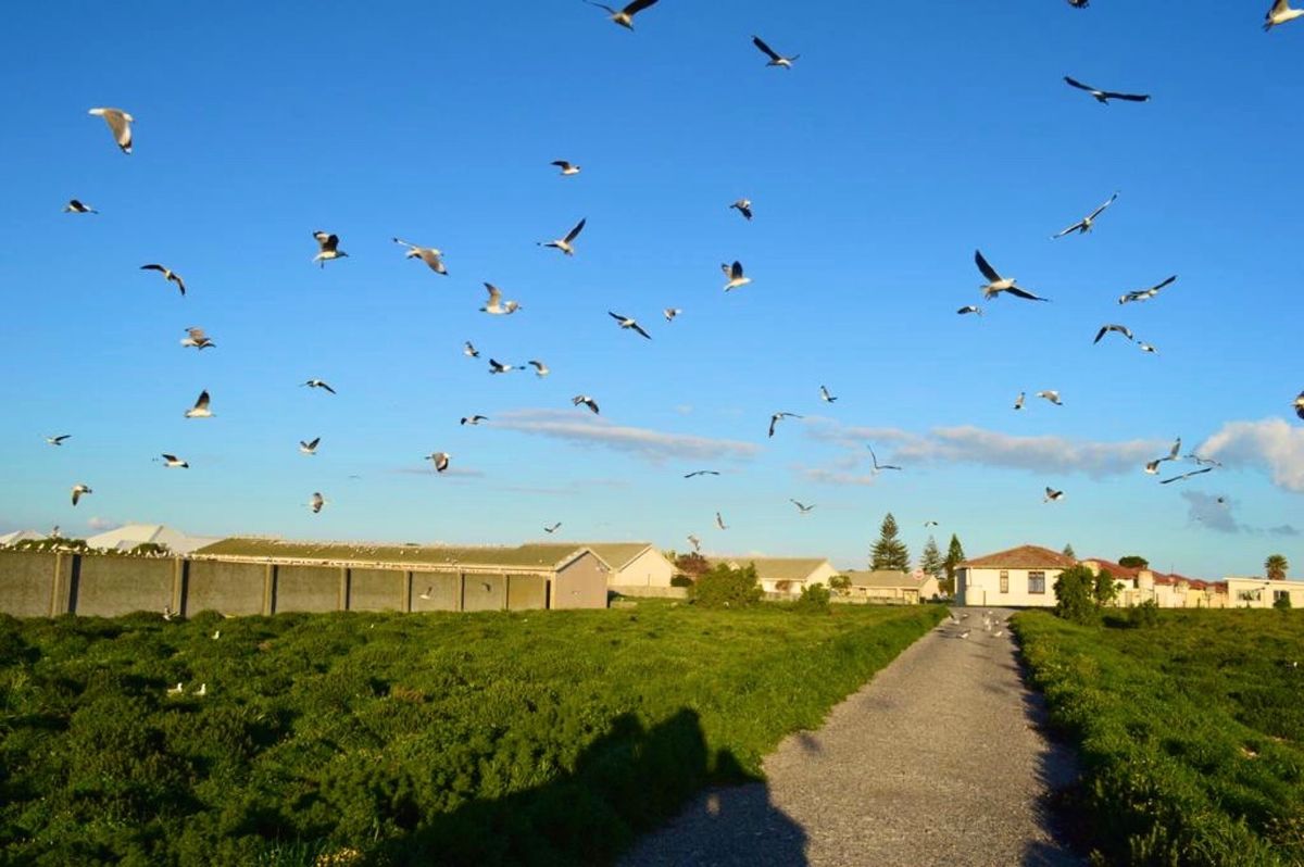 夕方のこの時間、
この道は鳥たちでギッシリと埋め尽くされてた

本当にすご...