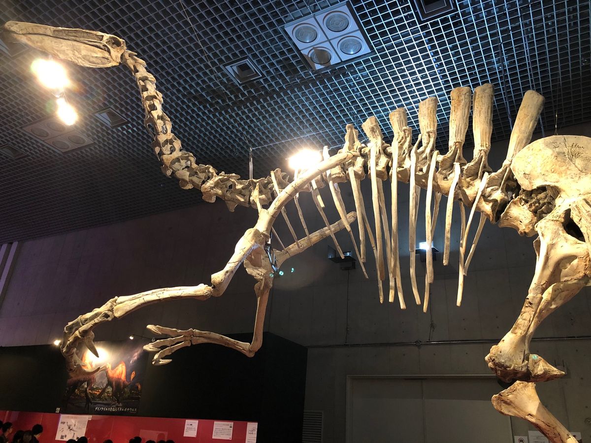 デイノケイルス！
初の全身骨格🦴

やっぱり腕が大きい！！！😳
かっこいい〜😍