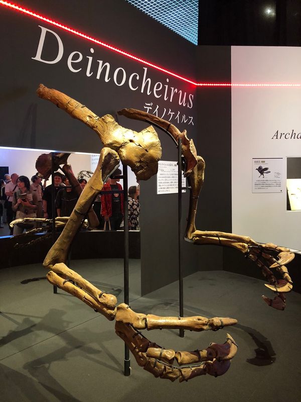 日本・国立科学博物館「デイノケイルス&カムイサウルス！！」の写真：デイノケイルスの腕大きい！！！
たしかに...