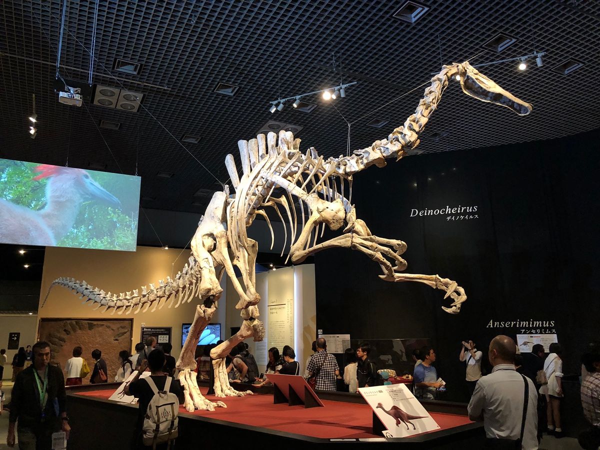 デイノケイルス！
初の全身骨格🦴

やっぱり腕が大きい！！！😳
かっこいい〜😍
