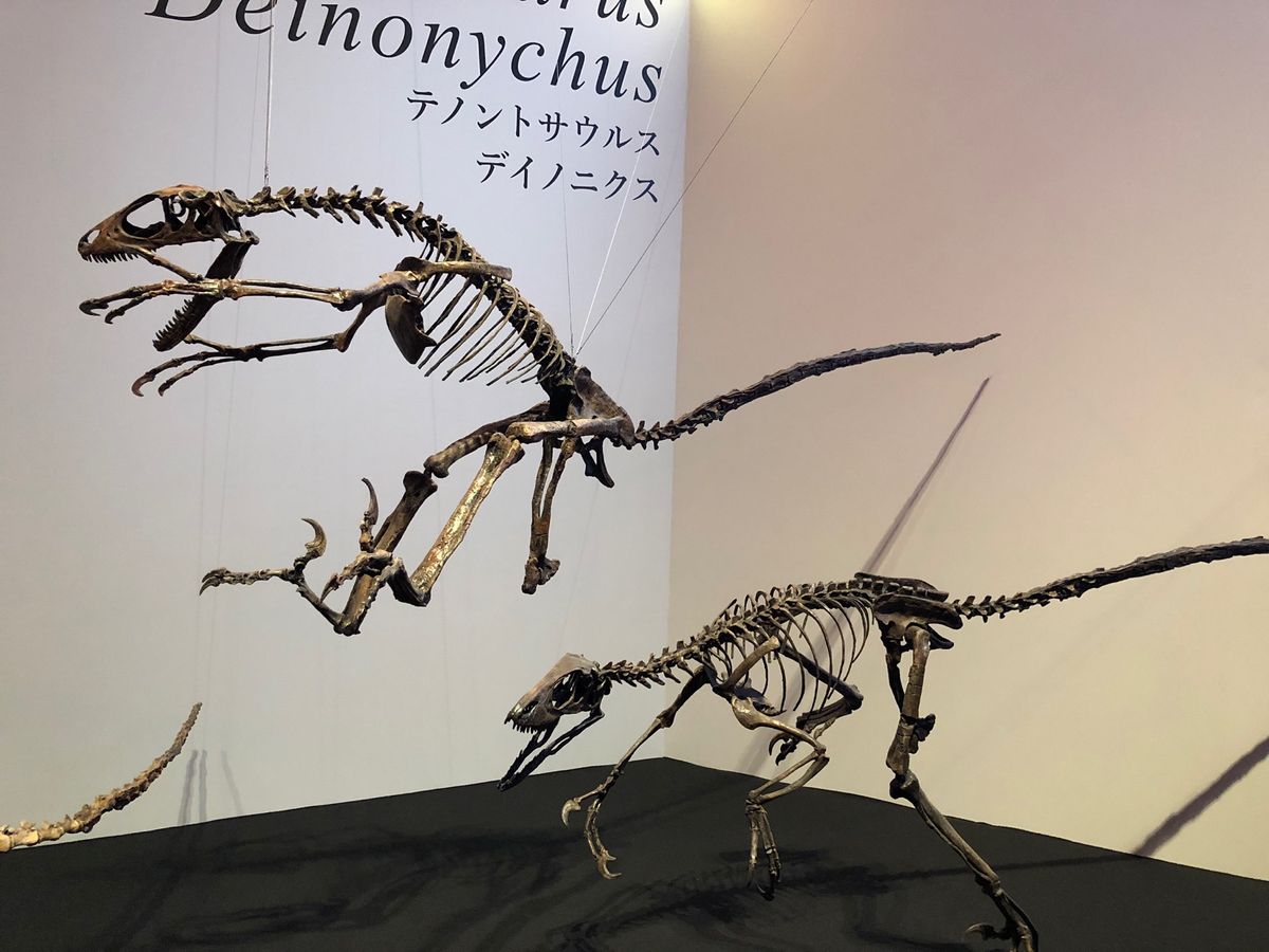 デイノニクスとテノントサウルス

この展示方法、躍動感があって好みだった💕