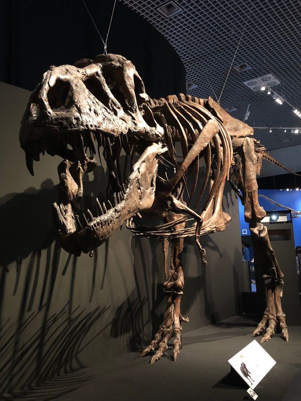 日本・国立科学博物館「デイノケイルス&カムイサウルス！！」の写真：ティラノサウルス🦖
化石ですら迫力〜！！😳