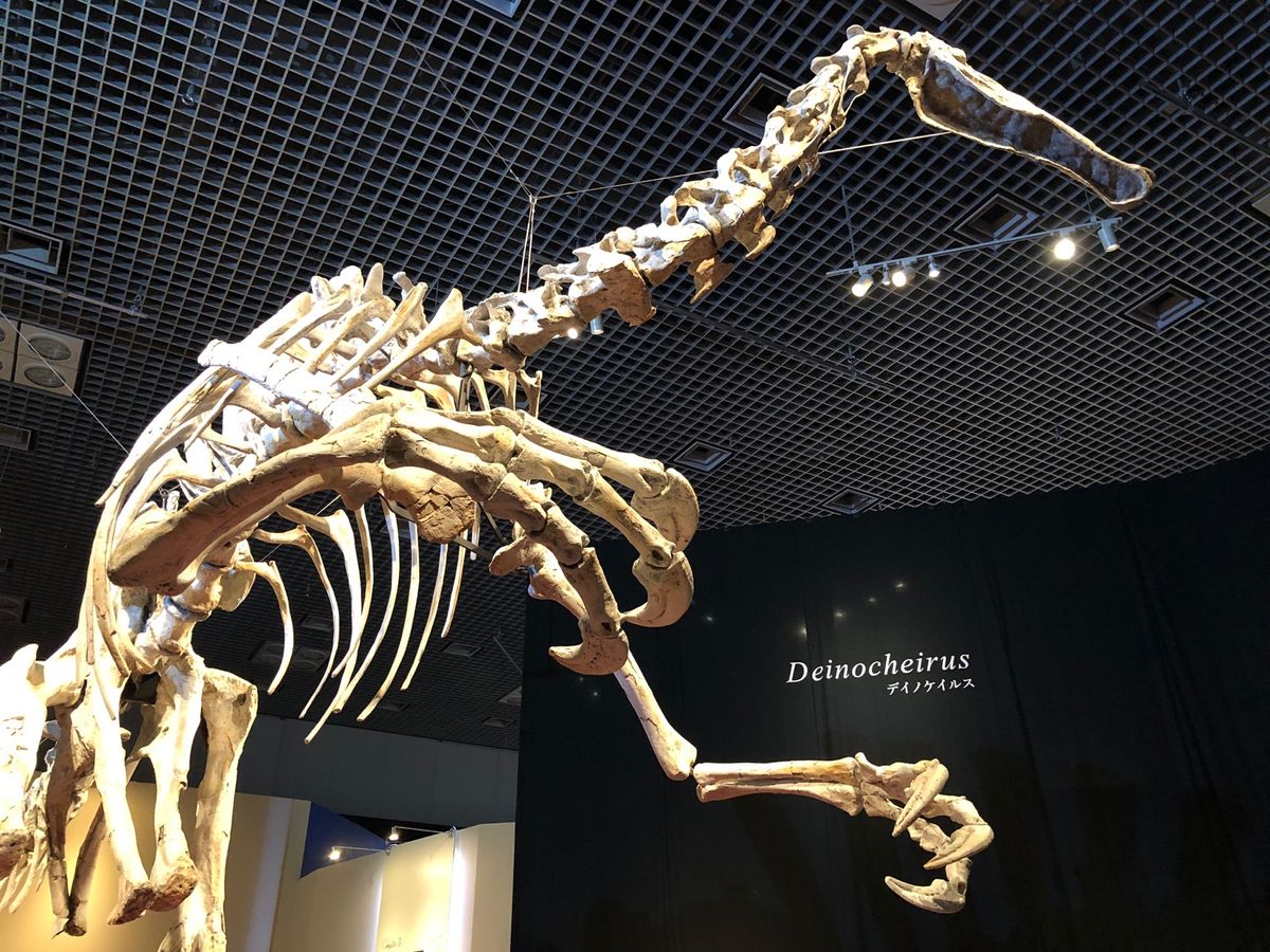 デイノケイルス！
初の全身骨格🦴

やっぱり腕が大きい！！！😳
かっこいい〜😍