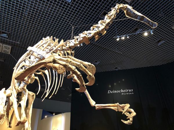 日本・国立科学博物館「デイノケイルス&カムイサウルス！！」の写真：デイノケイルス！
初の全身骨格🦴

やっ...