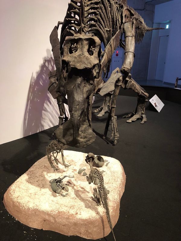 日本・国立科学博物館「デイノケイルス&カムイサウルス！！」の写真：子育て恐竜でお馴染みのマイアサウラ！