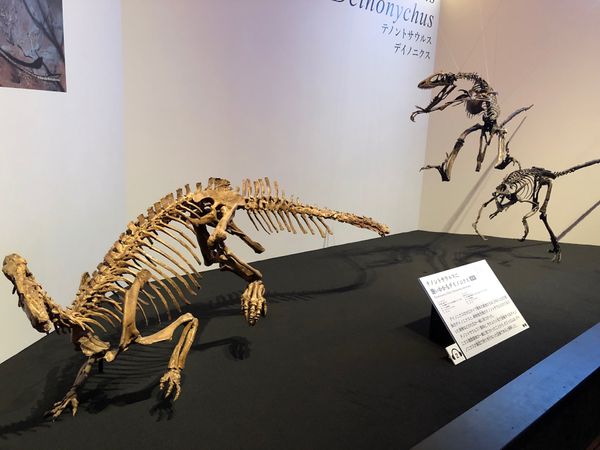日本・国立科学博物館「デイノケイルス&カムイサウルス！！」の写真：デイノニクスとテノントサウルス

この展...