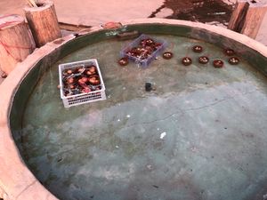 チェンライ温泉

温泉があったら温泉卵作るのは
どの国でも一緒なんだな〜
...