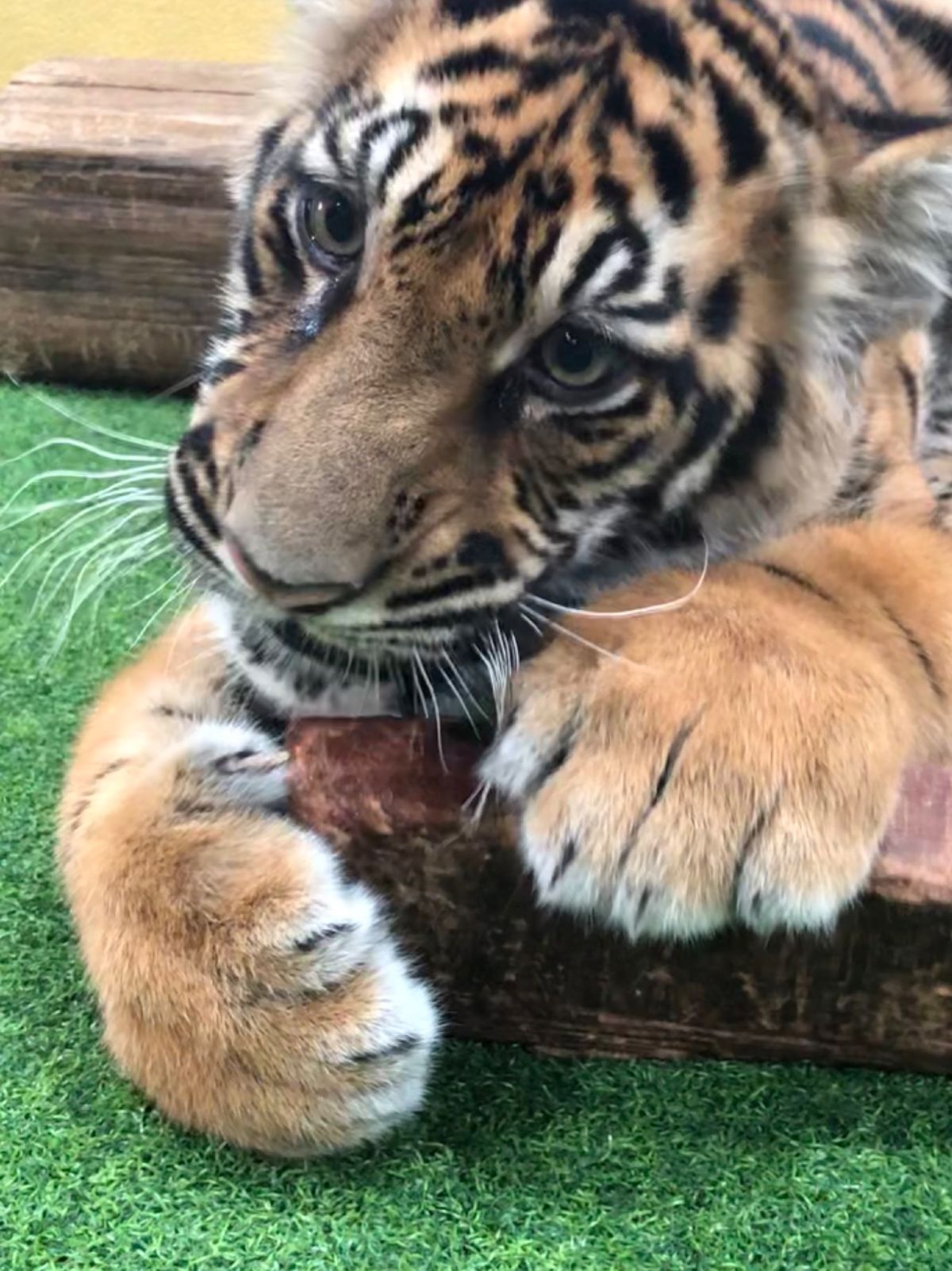 赤ちゃん🐯
まるで猫ちゃんみたいだけど
肉球の大きさったら！！😳