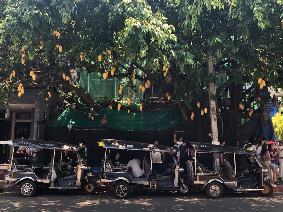 街路樹にたわわに実がなってた
これってマンゴー？🥭