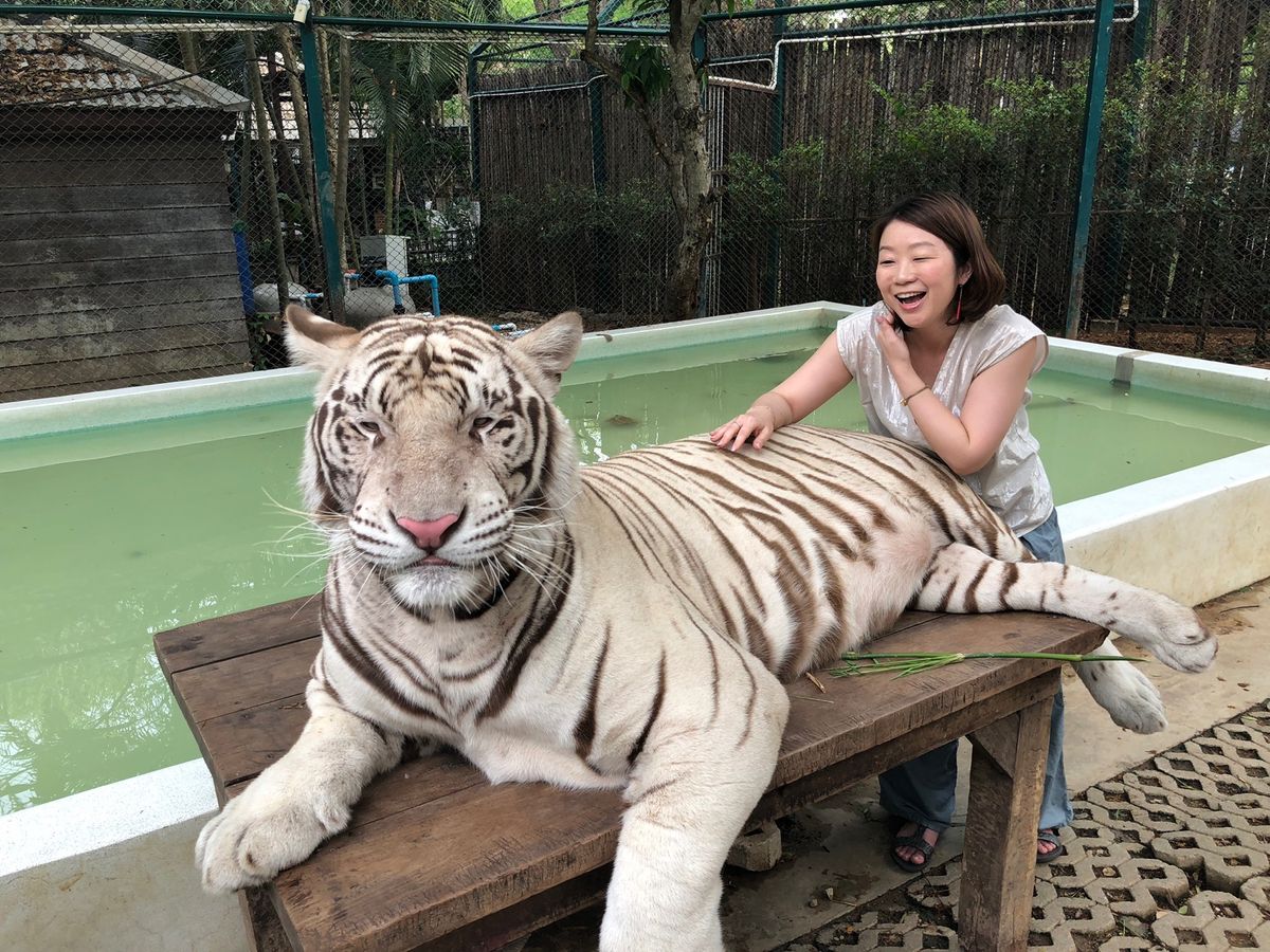 貴重なホワイトタイガー
めっちゃデカい！！

飼育係のお兄さんが
満面の笑...