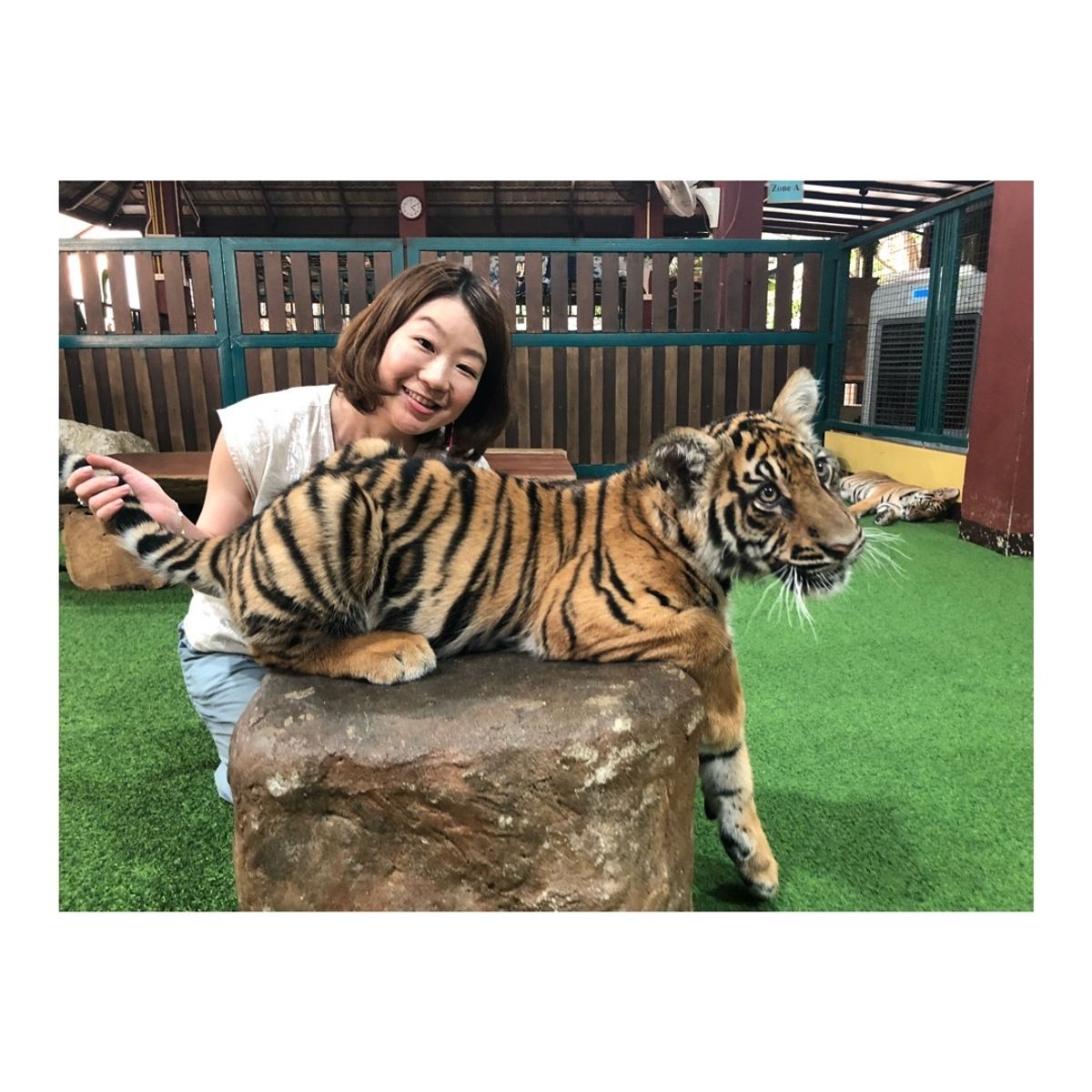 タイガーキングダムで
🐯ちゃんに触りまくった〜！！
大人の虎は恐る恐るだっ...