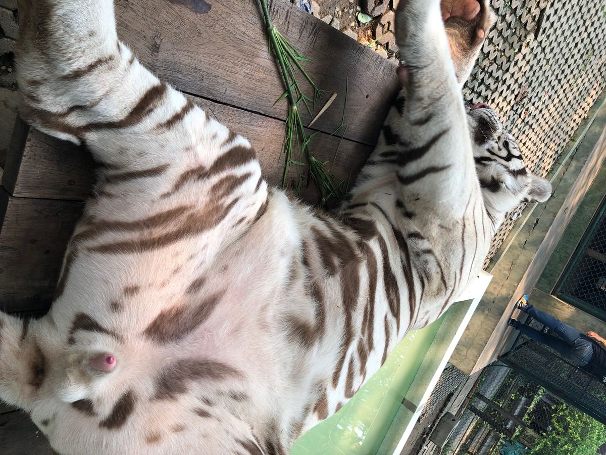 貴重なホワイトタイガー
めっちゃデカい！！

飼育係のお兄さんが
満面の笑...