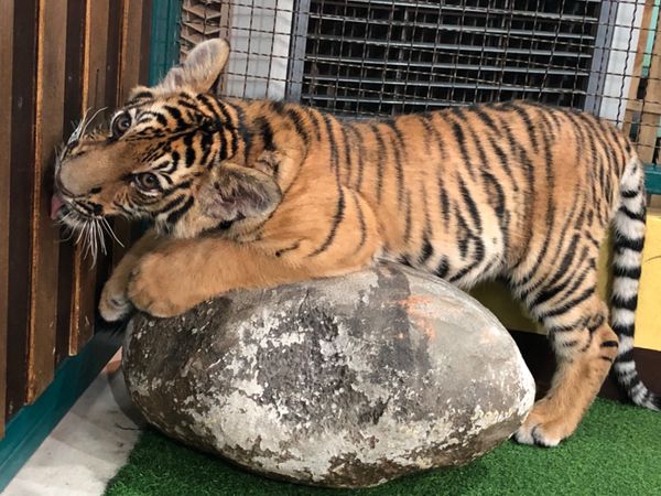 タイ・バンコク「呑んで食べてダラダラ遊ぶ旅」の写真：赤ちゃん🐯
まるで猫ちゃんみたいだけど
...