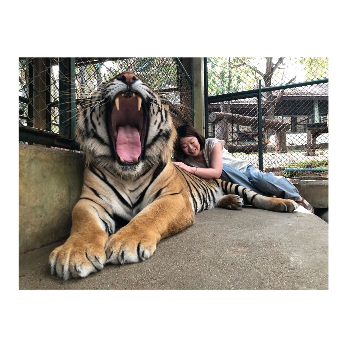 タイガーキングダムで
🐯ちゃんに触りまくった〜！！
大人の虎は恐る恐るだっ...