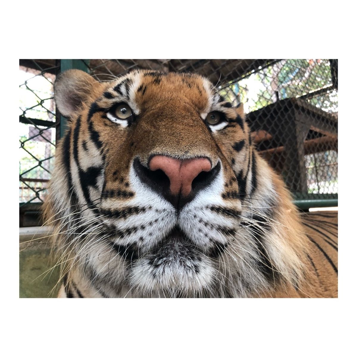 タイガーキングダムで
🐯ちゃんに触りまくった〜！！
大人の虎は恐る恐るだっ...