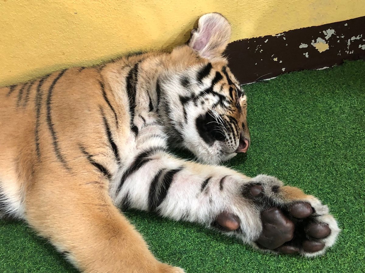 赤ちゃん🐯
まるで猫ちゃんみたいだけど
肉球の大きさったら！！😳