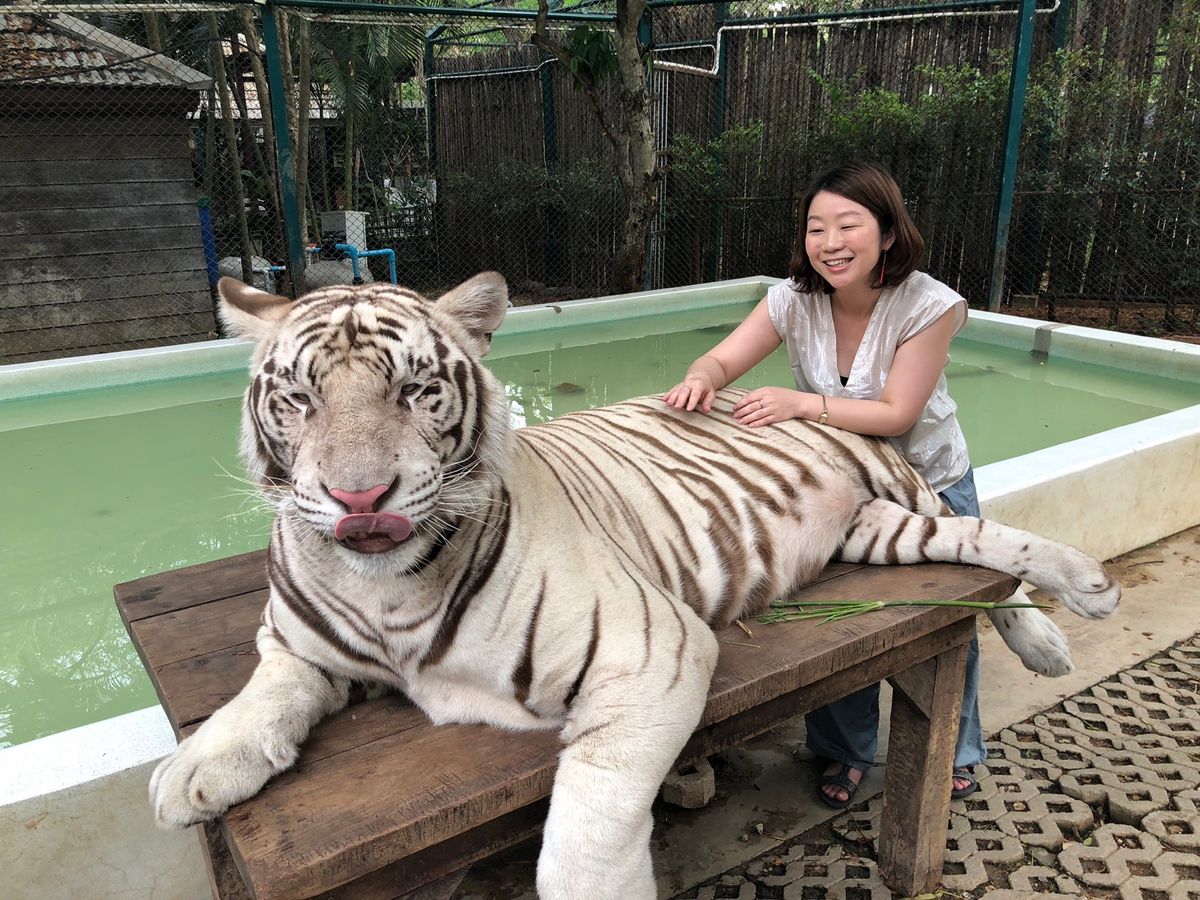 貴重なホワイトタイガー
めっちゃデカい！！

飼育係のお兄さんが
満面の笑...