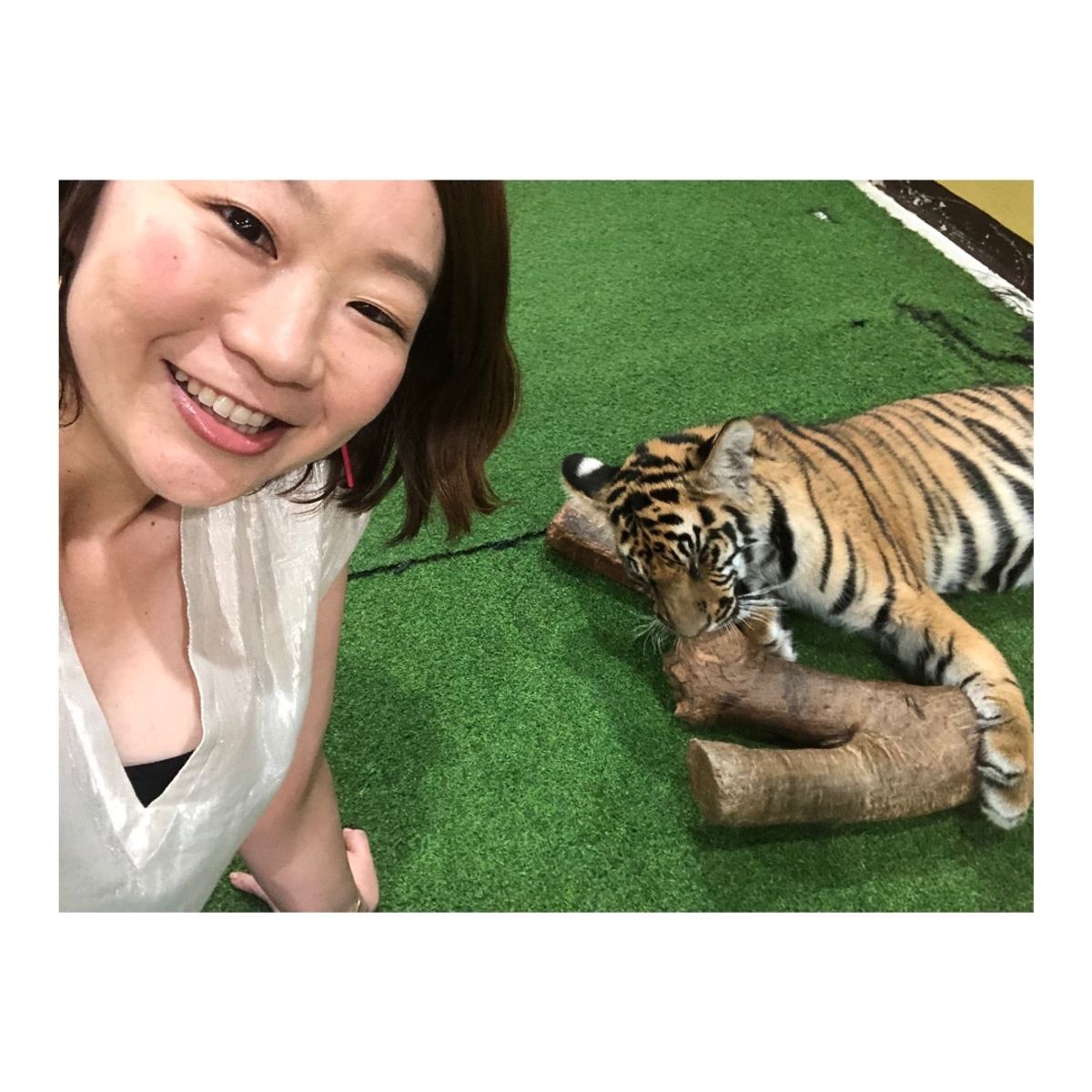 タイガーキングダムで
🐯ちゃんに触りまくった〜！！
大人の虎は恐る恐るだっ...