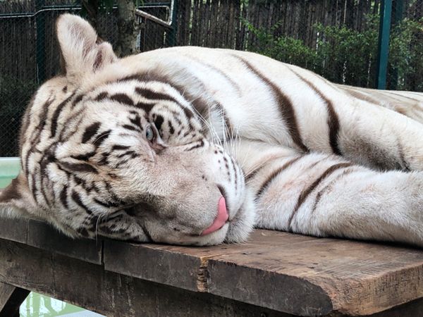 タイ・バンコク「呑んで食べてダラダラ遊ぶ旅」の写真：正面に立つと危ないよ！と言われ
遠巻きに...