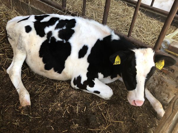 日本・岡山「ゆるりと田舎めぐり」の写真：安富牧場

ポニーちゃんと赤ちゃん🐮ちゃ...