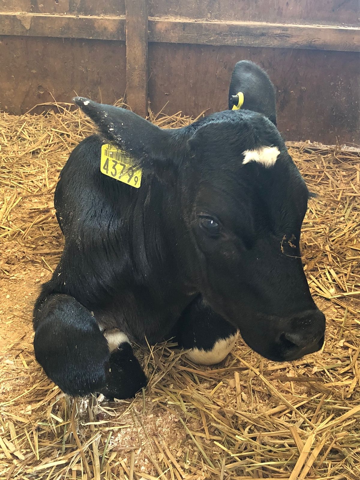安富牧場

ポニーちゃんと赤ちゃん🐮ちゃん達
ここのソフトクリームは濃厚で...