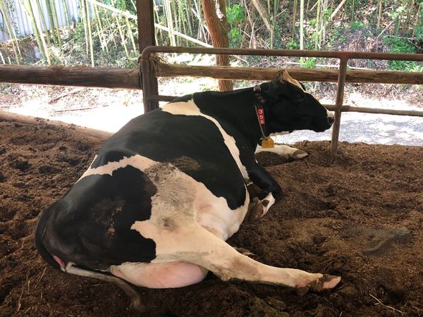 日本・岡山「ゆるりと田舎めぐり」の写真：成牛のデカさ！！😳
でっかいタワシみたい...