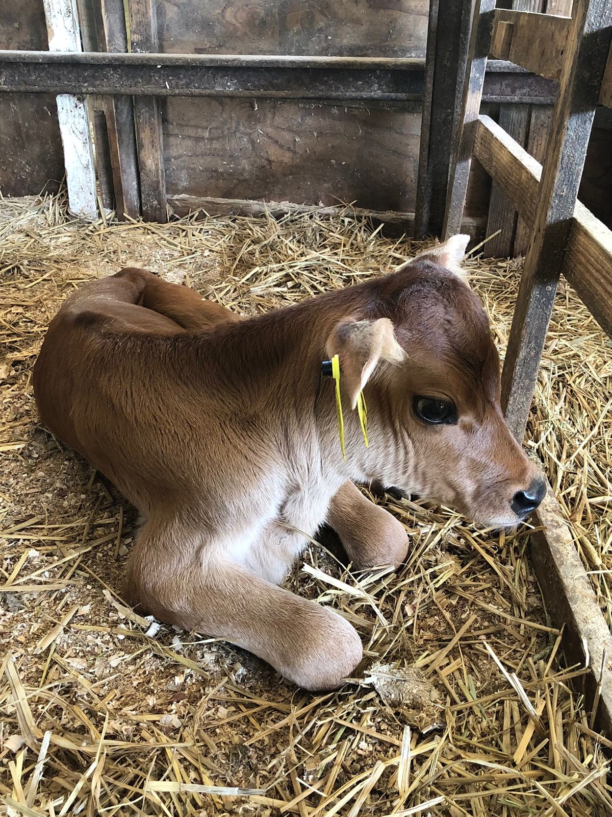 安富牧場

ポニーちゃんと赤ちゃん🐮ちゃん達
ここのソフトクリームは濃厚で...