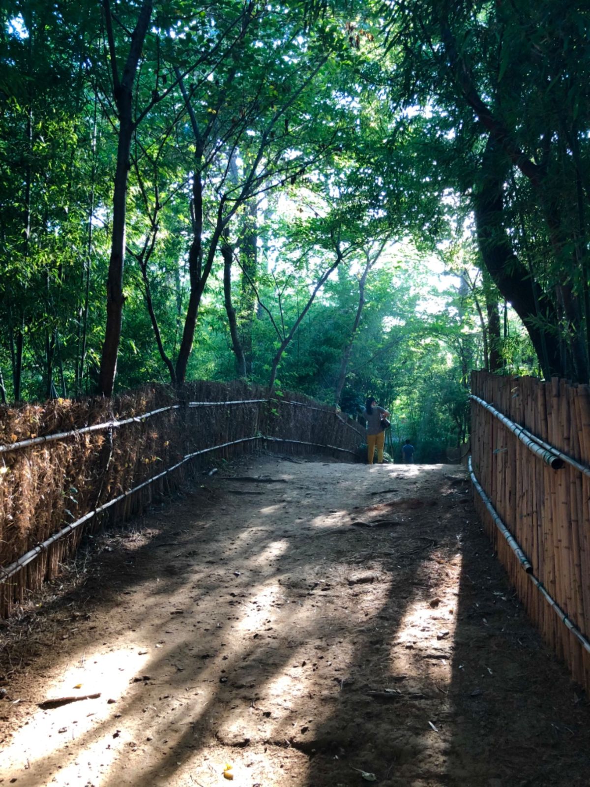 京都の嵐山みたいな竹林！