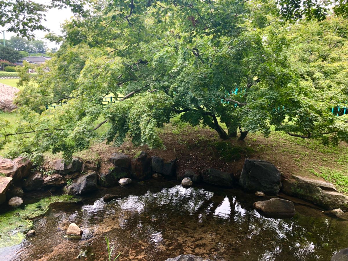 雁鴨池の景色
松が立派！