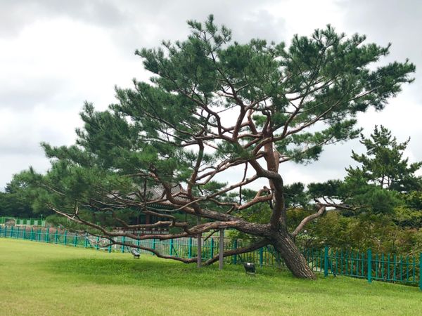 大韓民国 (韓国)・釜山「食べて食べて食べまくる！釜山ローカルグルメ」の写真：雁鴨池の景色
松が立派！