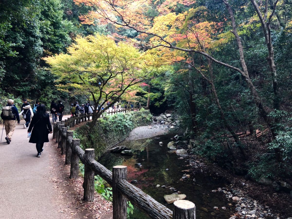 箕面公園

ちょうど紅葉が綺麗でした🍁