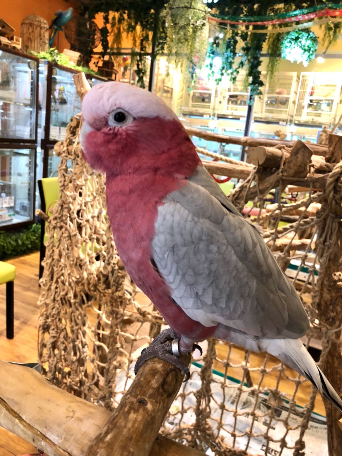 鳥カフェで癒された😍
クチバシで噛まれると結構痛い😂