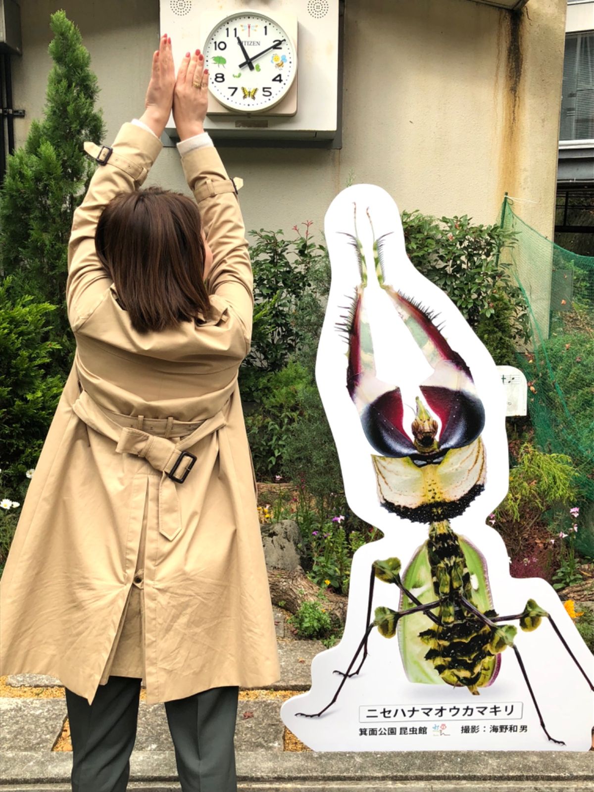 大好きな子ども科学電話相談でお馴染み
箕面公園昆虫館へ

カマキリ展やってた！